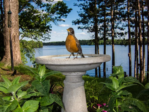 American Robin Vermelho Peito Posa Banho Pássaro — Fotografia de Stock