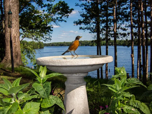 漂亮的知更鸟坐在湖边的鸟浴上 — 图库照片