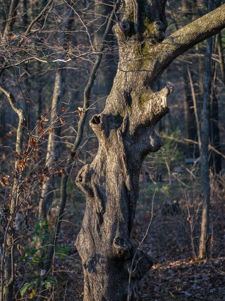 Vridna Döda Träd Djupt Inne Skogen — Stockfoto