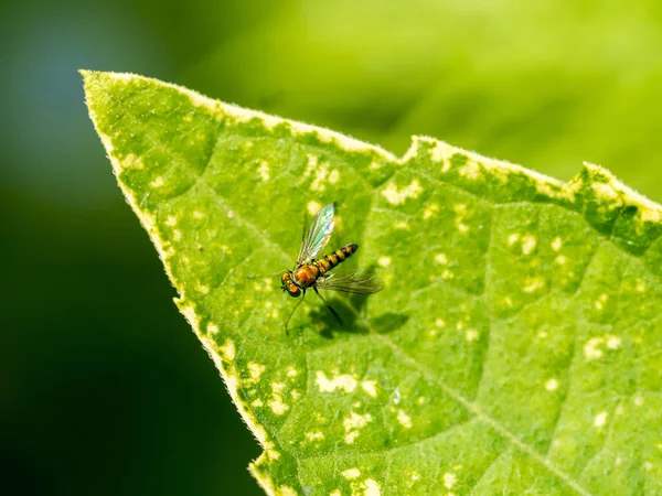 Klein Insect Een Groen Blad Neergestreken — Stockfoto