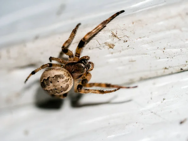 Une Araignée Rampant Long Son Propre Fil Photos De Stock Libres De Droits