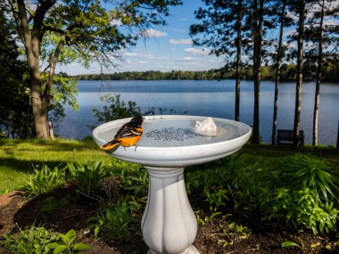Güzel Baltimore Oriole erkeği kuş banyosunun kenarında oturuyor..