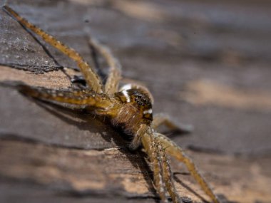 Close up of a large Six-spotted fishing spider. clipart