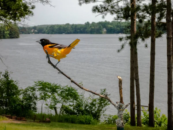 Oriol Macho Levanta Audazmente Una Rama Junto Lago — Foto de Stock