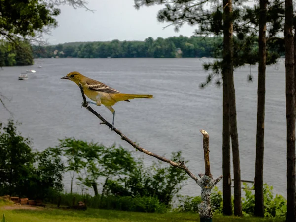 在有湖景的树枝上有一个黄褐色的女性轮廓 — 图库照片