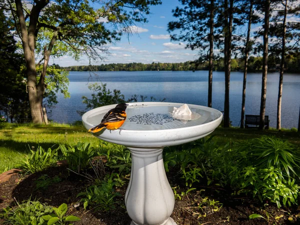 かなりボルティモア オリオールの男が鳥風呂の端に座っている — ストック写真