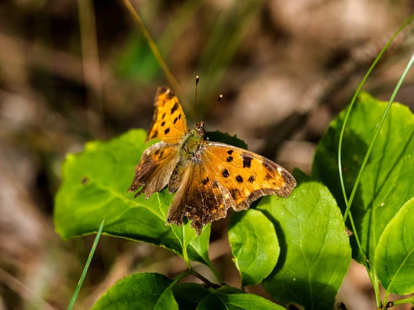 Comma Butterfly Sunning Its Wings Summer — Stock Photo, Image