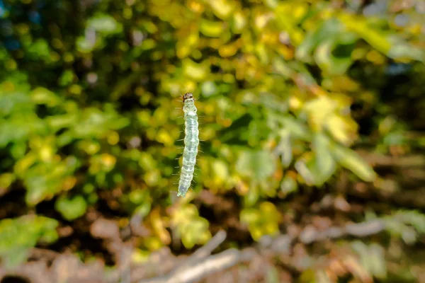 Μια Ίντσα Σκουλήκι Κρέμεται Από Νήμα Του — Φωτογραφία Αρχείου