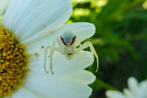 Aranha Caranguejo Senta Uma Flor Espera Presa — Fotografia de Stock