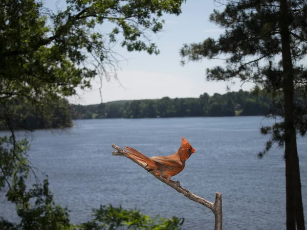 Homem Cardeal Norte Olha Para Belo Lago — Fotografia de Stock