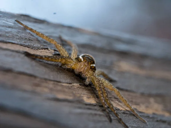 Makro Karede Iğrenç Görünümlü Örümcek — Stok fotoğraf