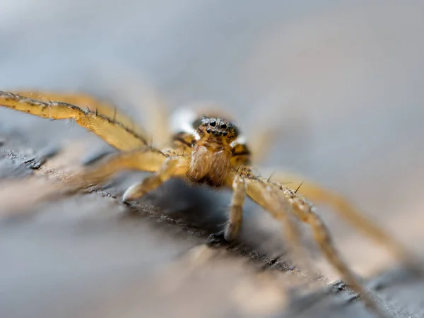 Makro Büyük Bir Örümceğin Yakın Plan Çekimi — Stok fotoğraf