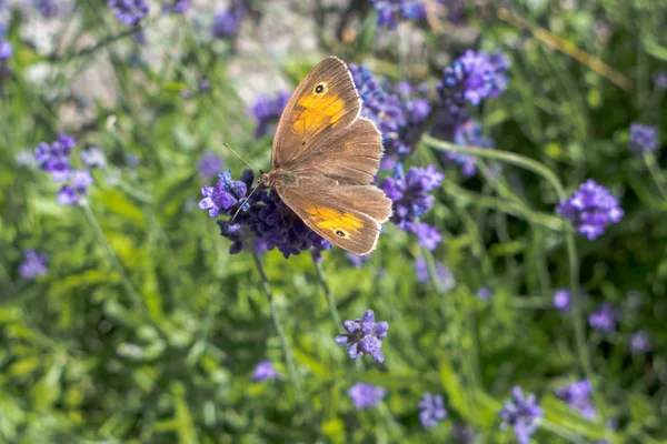 Piccola Farfalla Brughiera Ottenere Nettare Fiori Lavanda — Foto Stock