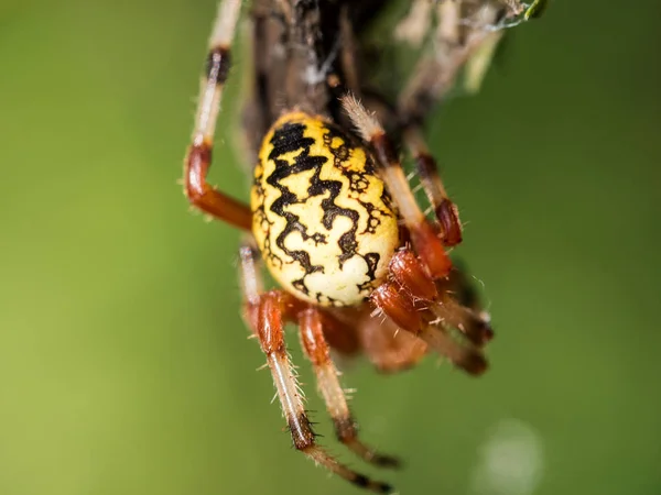 Büyük Bahçe Örümceği Desenini Gösteriyor — Stok fotoğraf