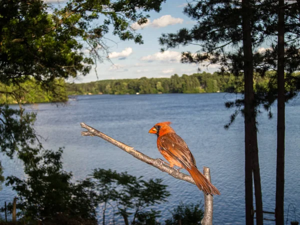 Bir kardinal gölün kıyısında bir dalda oturuyor.