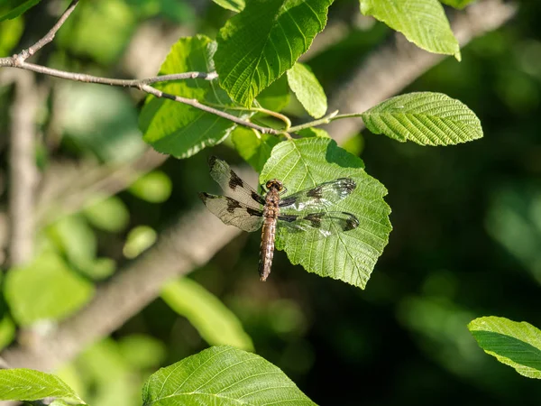 Gevlekte Skimmer Vlinder Een Groen Blad — Stockfoto