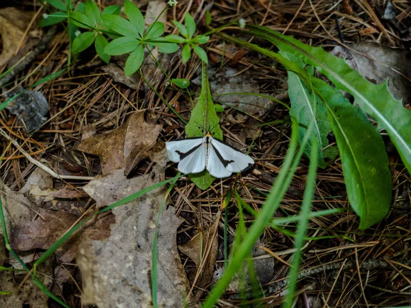 Λευκή Πεταλούδα Ανοίγει Φτερά Της Ένα Πράσινο Φύλλο — Φωτογραφία Αρχείου
