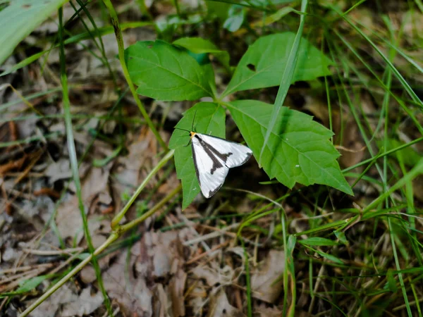 Hapola Moth Του Leconte Κάθεται Ένα Πράσινο Φύλλο — Φωτογραφία Αρχείου