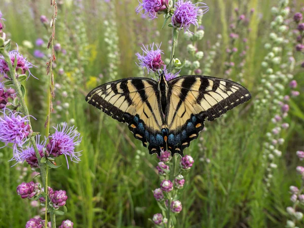 Gigante Swallowtail Mariposa Consigue Néctar Pradera Imagen De Stock