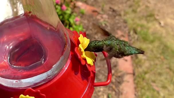 Colibrí Asustado Por Pájaro Presa — Vídeos de Stock