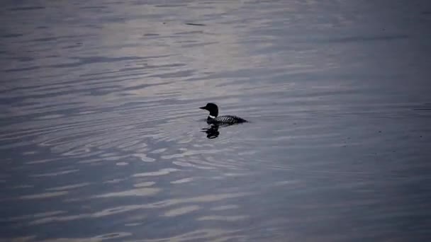 Loon Dives Water — Stock Video