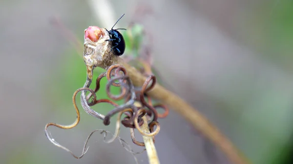 bir böceğin makro görüntüsü.