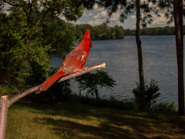Kuzey Kardinali (Cardinalis Cardinalis) dalın üzerine tünemiş, suyun üzerine bakıyordu.