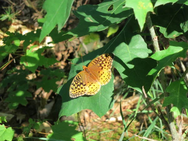 Grande Farfalla Fritillare Lustrino Riscaldando Sue Grandi Ali Sole Estivo — Foto Stock