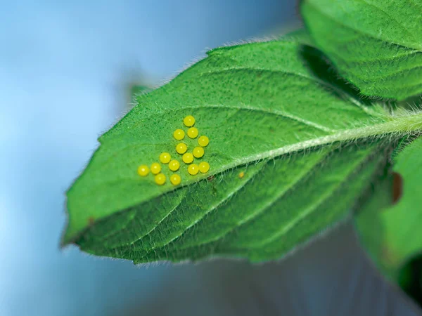 Yeşil Bir Yaprağın Altında Güve Yumurtaları — Stok fotoğraf