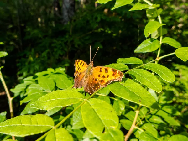 Farfalla Riscaldando Suoi Venti Sotto Sole Estivo — Foto Stock