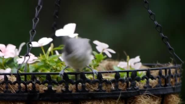 Petit oiseau dans un panier à fleurs .