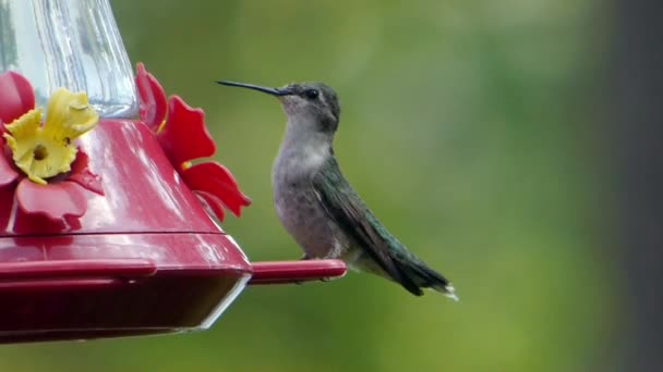 Niedlicher Kleiner Kolibri Trinkt Aus Einem Futterhäuschen — Stockvideo