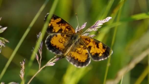 Crescent Butterfly Perched Prairie Grass — Stock Video