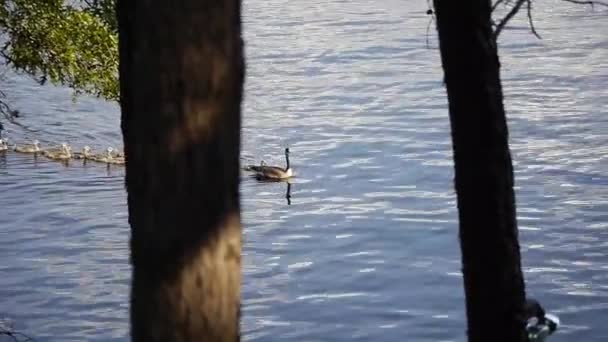 大雁在湖上缓缓漂流而过 — 图库视频影像
