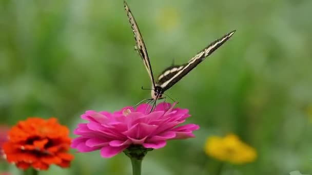 Gros Papillon Sondes Fleur Pour Son Nectar — Video