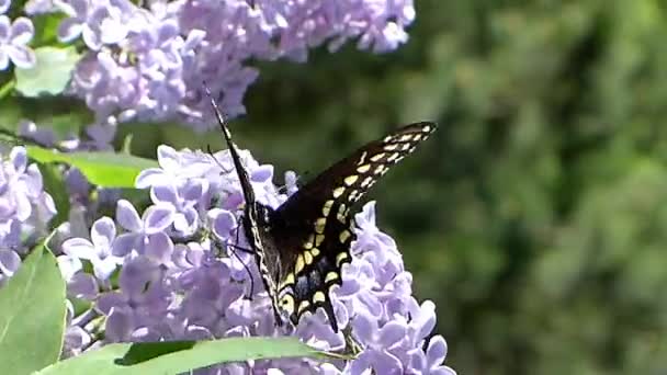 Zwarte Swallowtail Vlinder Krijgen Nectar Van Bloem — Stockvideo