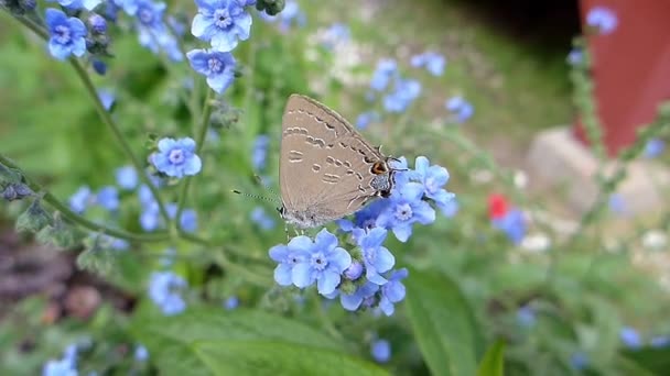 Butterfly Krijgt Zijn Nectar Van Een Vergeet Niet — Stockvideo