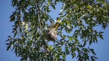 Baltimore Oriole yuvasına giriyor.
