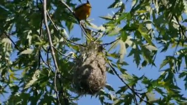 Oriole inişine yakın ve yuvasına giriyor..