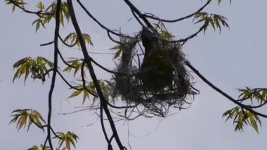 Oriole yeni yuvasını yapmakla meşgul..