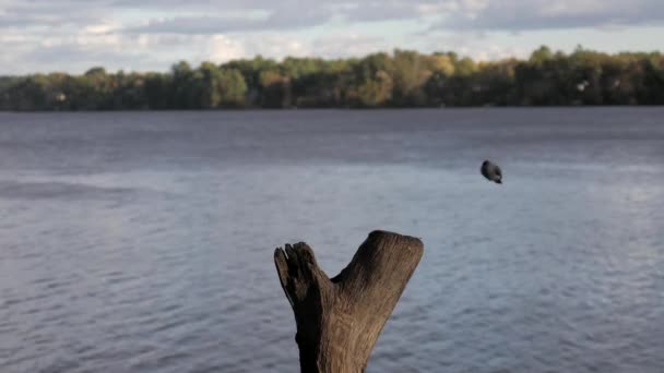 Tuftade Titmouse Landar Stubben Vid Floden Sedan Flyger Iväg — Stockvideo