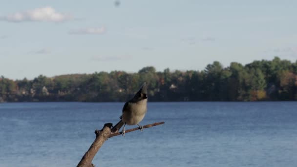 Cute Little Titmouse Bird Lands Stick Looks Hops — Stock Video