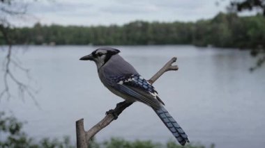 Mavi Jay yavaş çekimde yazın göl kenarından ayrılıyor..