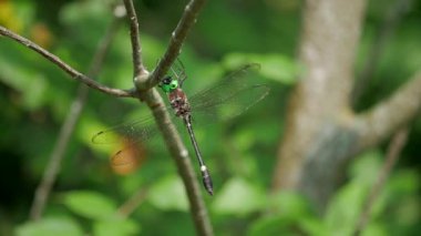 Yusufçuk yavaş çekimde dalda dinlenir..