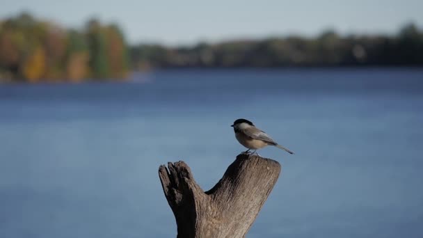 Chickadees Lanza Muñón Por Lago Cámara Lenta — Vídeos de Stock