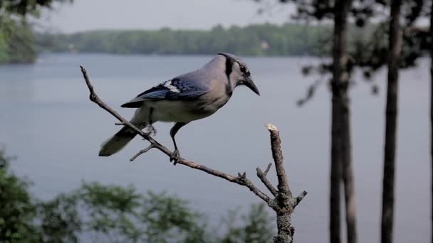 Blue Jay Zwolnionym Tempie Skacze Okonia Nad Jeziorem Latem — Wideo stockowe