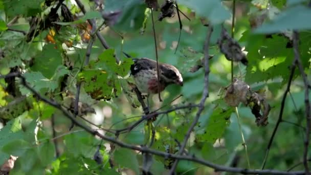 Pecho Rosa Grosbeak Comiendo Bayas Rojas Arbusto — Vídeos de Stock