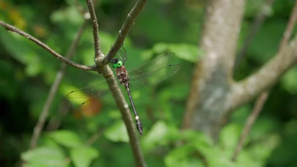 Close Shot Van Een Smaragd Gekleurde Libelle Een Twijgje — Stockvideo