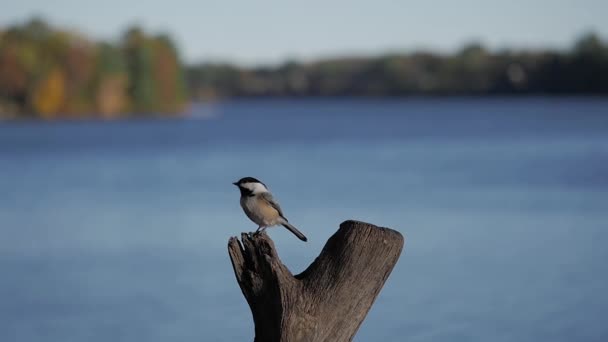 Chickadees Slow Motion Come Tree Stump Lake — Stock Video