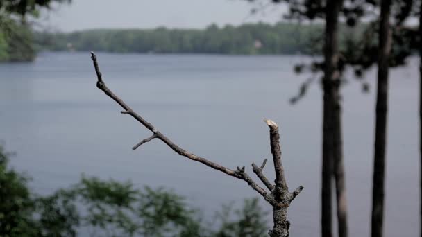 青いジェイは夏の湖の上のスローモーションの土地でパーチと慎重に周りを見回す — ストック動画